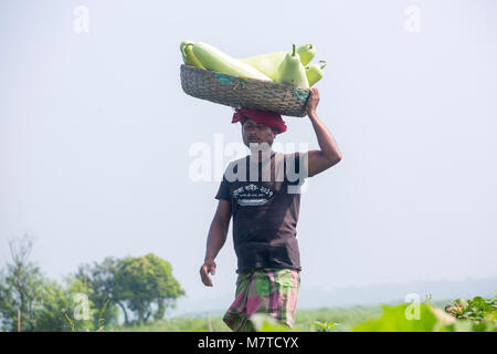 Le Mans sono trasportano grandi dimensioni della bottiglia Gourd sulle loro teste a Arial Beel, Munshigonj, Bangladesh. Foto Stock