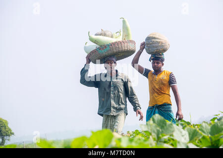 Le Mans sono trasportano grandi dimensioni della bottiglia Gourd sulle loro teste a Arial Beel, Munshigonj, Bangladesh. Foto Stock