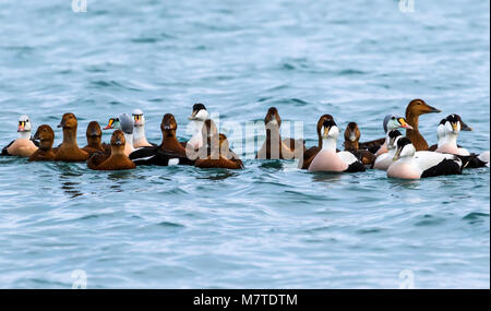 Gruppo di maschio e femmina re eiders nuotare in un freddo inverno fjord in Finnmark, nel nord della Norvegia Foto Stock