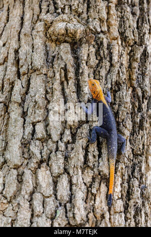 Una testa gialla agama lizard di arrampicarsi su un albero. Foto Stock