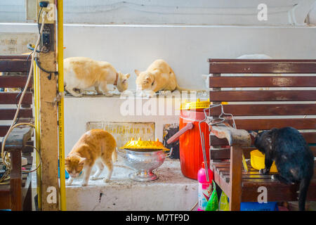 AYUTTHAYA, Thailandia, febbraio 08, 2018: vista interna di molti bei gatti all'interno dell'edificio, mangiare e giocare al Wat Phanan Choeng tempio in Ayutthaya, Thailandia Foto Stock