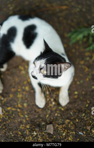 Un villaggio gatto mai pone per la foto Foto Stock