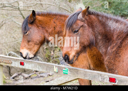 Due pony mangiare con un commento irriverente birdseed lasciato su un cancello vicino Eyeworth, Fritham, New Forest, Hampshire, Inghilterra, Regno Unito Foto Stock