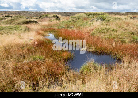 Ripristinata la brughiera. Coperta torbiera moor e di erba in autunno su Kinder Scout dopo il ripristino. Derbyshire, Parco Nazionale di Peak District, England, Regno Unito Foto Stock