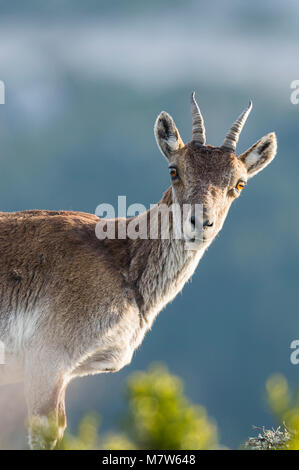 Ritratto verticale della femmina di stambecco iberico con egal sfondo verde Foto Stock