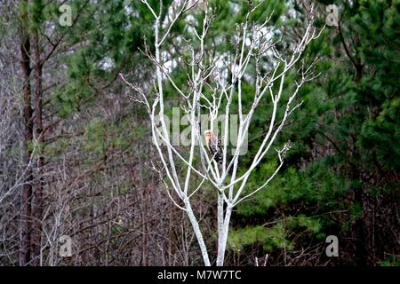 Rosso Falco con spallamento seduto in una struttura ad albero Foto Stock