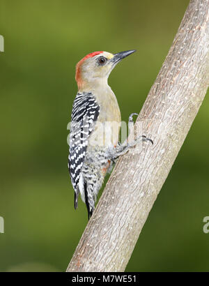 Rosso-incoronato un picchio - Melanerpes rubricapillus Foto Stock