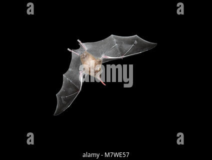 Comune di lungo-tonged Bat - Glossophaga soricina Foto Stock