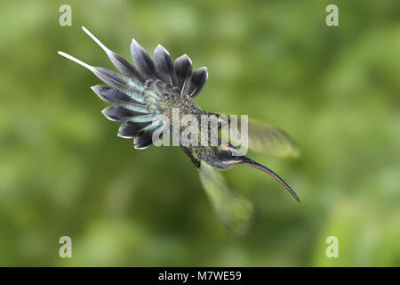Verde - Eremita Phaethornis guy Foto Stock