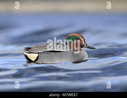 Alzavola - Anas crecca Foto Stock