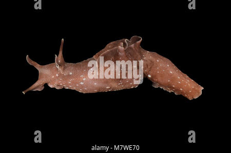 Lepre di mare - Aplysia punctata Foto Stock