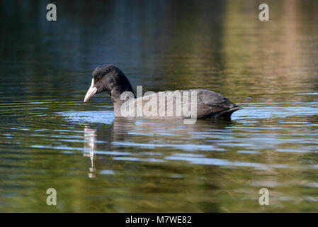 La folaga - fulica atra - immaturo Foto Stock