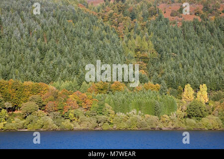 Bosco misto in autunno, Lake Vyrnwy, POWYS, GALLES, Ottobre Foto Stock