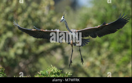 Airone blu Foto Stock