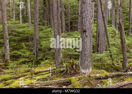 La foresta pluviale su Johns Lago Trail, il Glacier National Park Montana Foto Stock