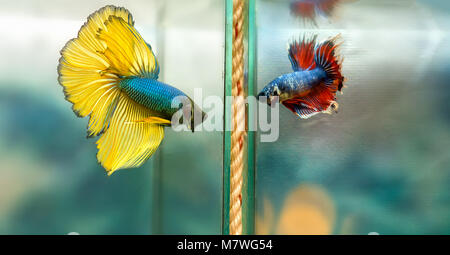 Betta Halfmoon colorata nuoto nel serbatoio di pesce. Questa è una specie di pesci ornamentali utilizzati per decorare la scena in casa Foto Stock