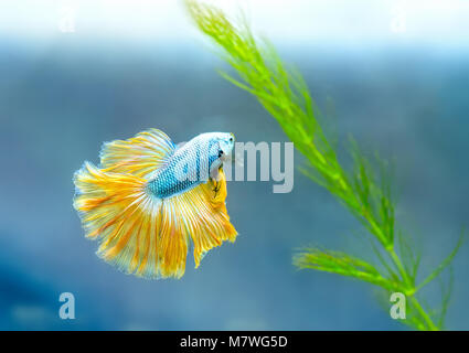 Betta Halfmoon colorata nuoto nel serbatoio di pesce. Questa è una specie di pesci ornamentali utilizzati per decorare la scena in casa Foto Stock