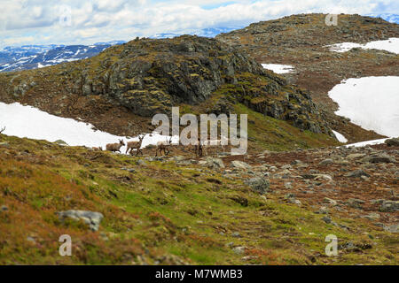 La renna attraversando a piedi la montagna in Jotunheimen Norvegia Foto Stock