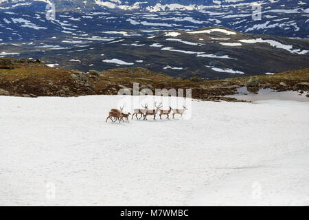 Gregge di renne su una chiazza di neve in Jotunheimen Norvegia Foto Stock
