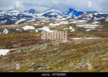 Allevamento di renne in esecuzione attraverso la cima della montagna in Jotunheimen Norvegia Foto Stock