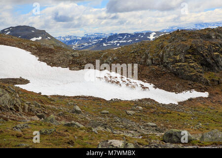 Gregge di renne che attraversano una frammentaria della coperta di neve montagna in Jotunheimen Norvegia Foto Stock
