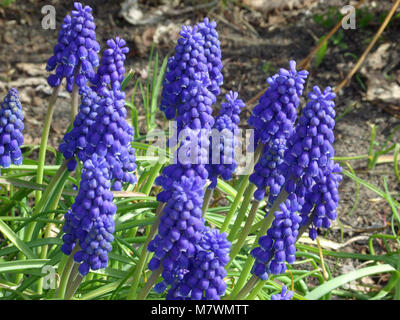 Giacinto di uva, Pärlhyacint (Muscari botryoides) Foto Stock