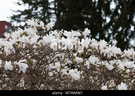 Star Magnolia, Stjärnmagnolia (Magnolia stellata) Foto Stock