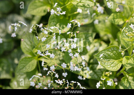 'Mr. Morse" Bugloss siberiano, Kaukasisk förgätmigej (Brunnera Macrophylla) Foto Stock