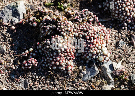 Ragnatela Casa-porro, Spindelvävstaklök (Sempervivum arachnoideum) Foto Stock