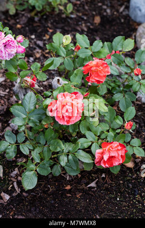 "Hanky Panky' Floribunda Rose, Floribundaros (rosa) Foto Stock