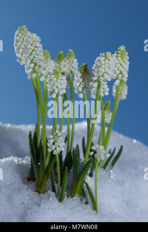 Giacinto di uva, Pärlhyacint (Muscari botryoides) Foto Stock