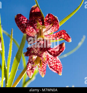 Snake head fritillary, Kungsängslilja (Fritillaria meleagris) Foto Stock