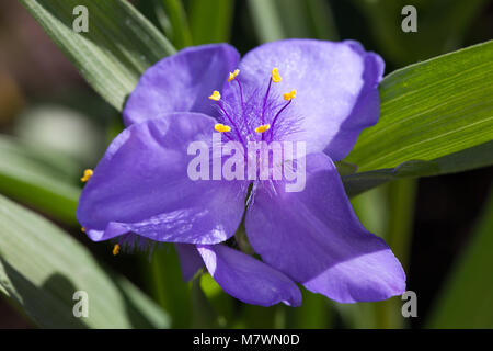 'Charlotte' Spiderwort, Tremastarblomma (Tradescantia virginiana) Foto Stock