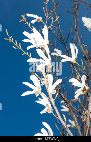 Star Magnolia, Stjärnmagnolia (Magnolia stellata) Foto Stock