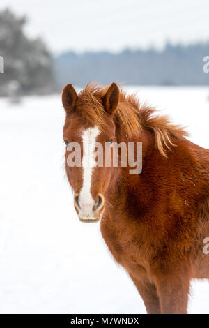 New Forest Pony nella neve nel nuovo Parco Nazionale Foreste vicino Beaulieu Foto Stock