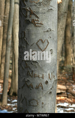 Un scolpito sweetheart albero nel bosco Foto Stock