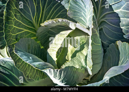 Crescono nel giardino del cavolo. Foto Stock