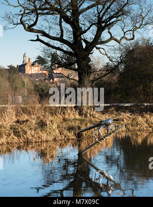 Metallo grande zanzara dragonfly si aggrappa al posto di lago Foto Stock
