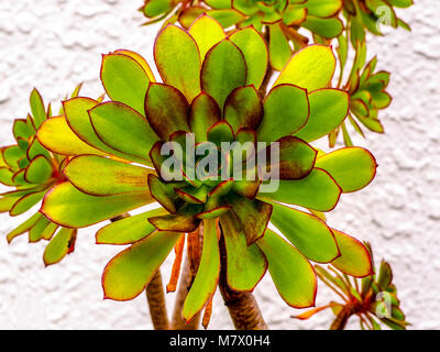 Luminose di piante succulente, Jovibarba, con bordi rossi e piccole spine. Vista dettagliata del round Jovibarba succulento nel giardino esterno Foto Stock