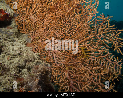 Suenson fragile della Stelle, Ophiothrix suensonii, su un arancio Fan coral, Bathala, Maldive Foto Stock