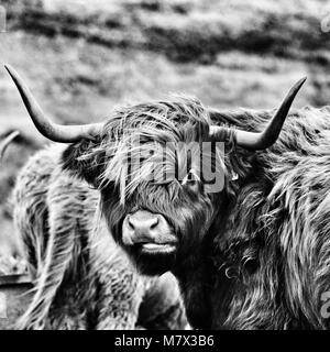 Highland bovini su Islay Foto Stock