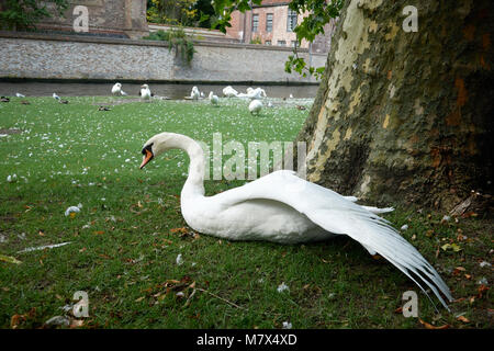 Un verde prato con cigni bianchi vicino al lago nella cittadina turistica di Bruges. Foto Stock