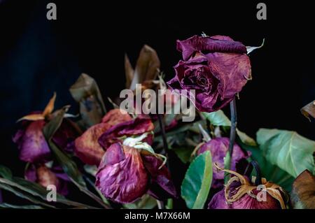 Un primo piano di un mazzetto di essiccato fino, morto rose rosse contro uno sfondo nero Foto Stock