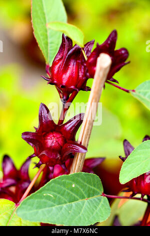 Red Roselle frutti impianto Foto Stock