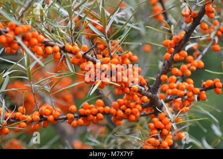 Chiudere il ramo di ripe vivido arancione autunno Hippophae (bacche di olivello spinoso) con foglie verdi e spine Foto Stock