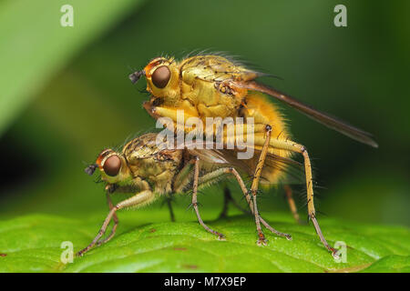 Coniugata coppia di sterco di giallo vola (Scathophaga stercoraria) appollaiato sulla foglia di dock. Tipperary, Irlanda Foto Stock