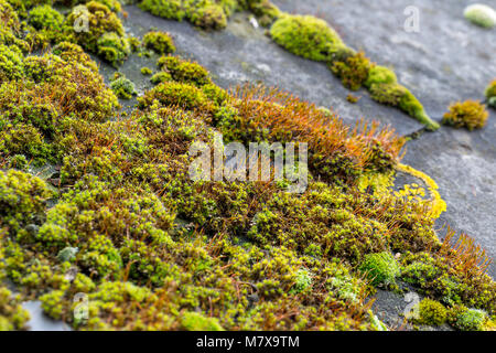 Il muschio verde sul tetto in ardesia piastrelle Foto Stock