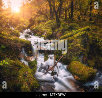 Colorato verde bosco con piccola cascata al fiume di montagna al tramonto in autunno. Paesaggio con pietre coperte di muschio verde in acqua, alberi, cascata Foto Stock