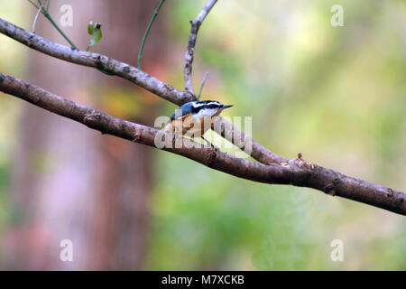 Un rosso-breasted picchio muratore su un lembo di albero Foto Stock