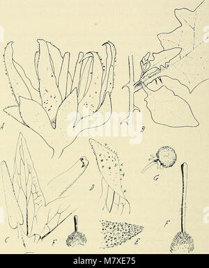 Bulletin de la Société Botanique de Genève (1916) (14791453723) Foto Stock